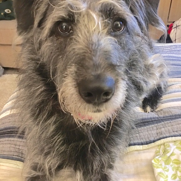 Meet your Posher, Rachel - Picture 6 of 7